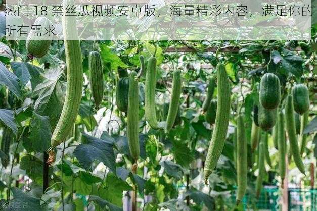 热门 18 禁丝瓜视频安卓版,海量精彩内容,满足你的所有需求