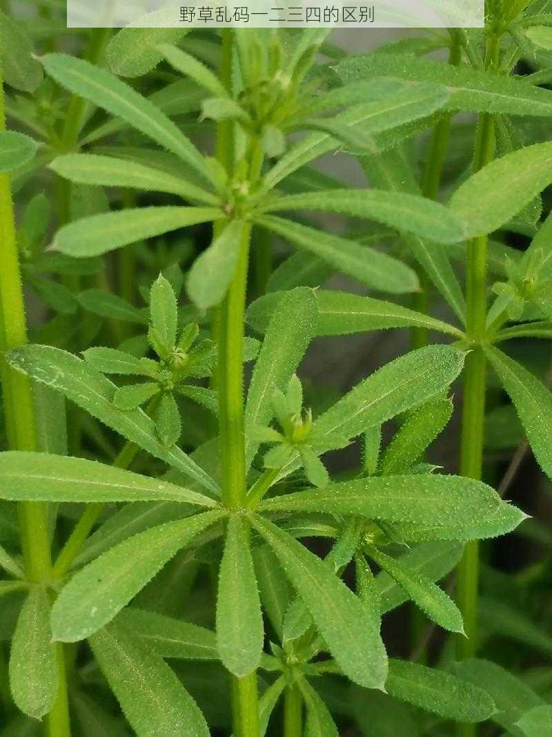 野草乱码一二三四的区别